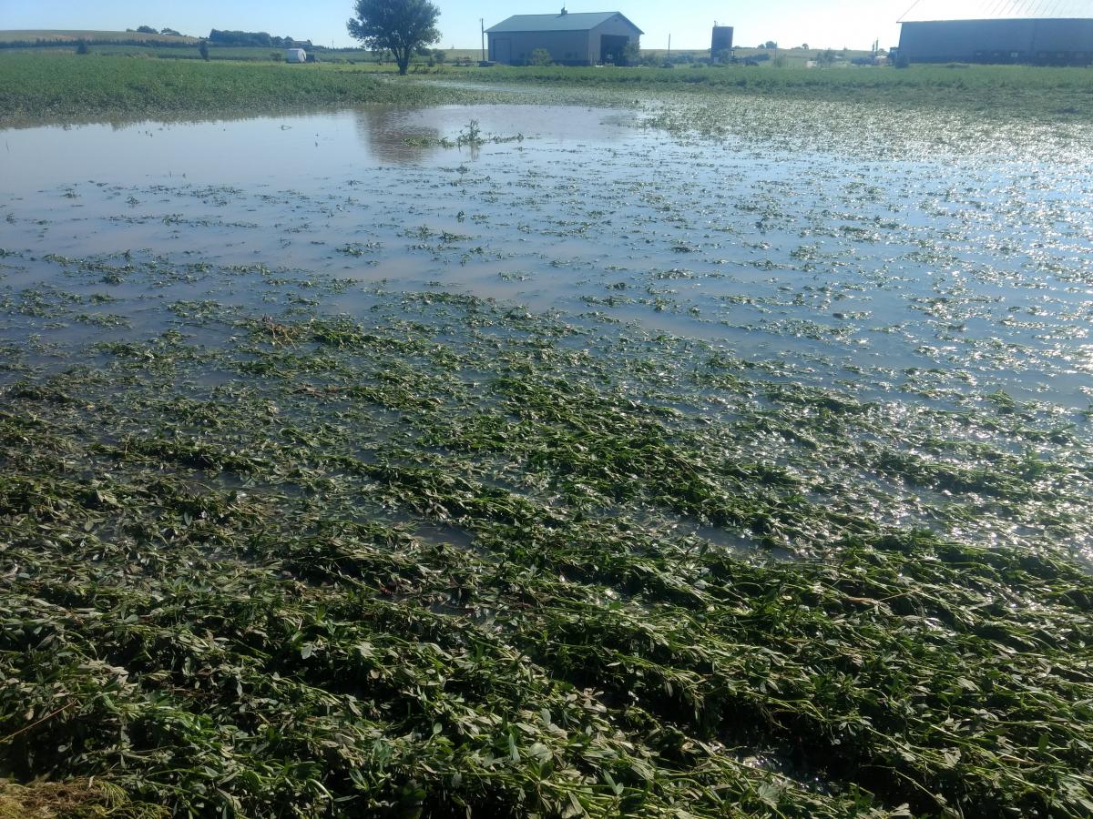 Flooded alfalfa field near Elm Creek Nebraska.