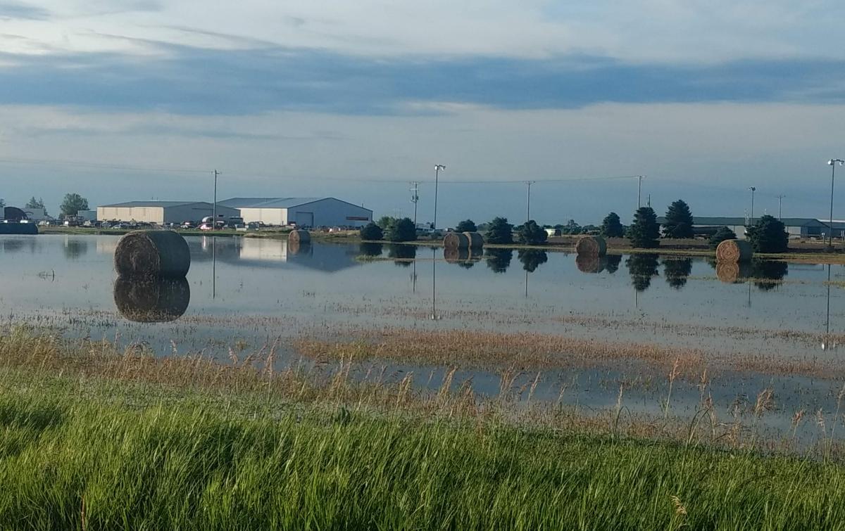 Flood hay bales in the field near Lexington