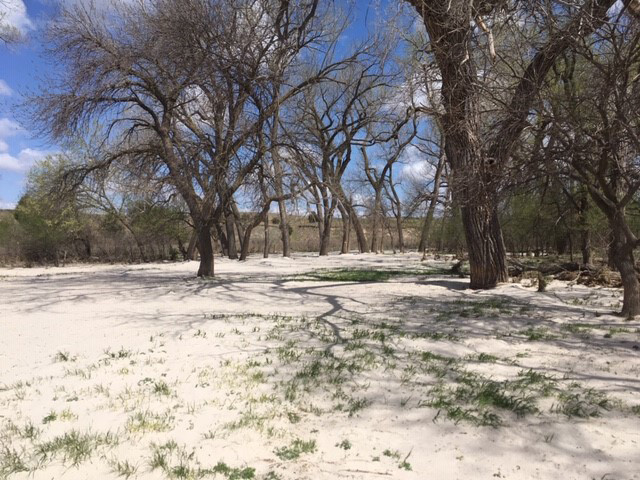 Flooded pasture