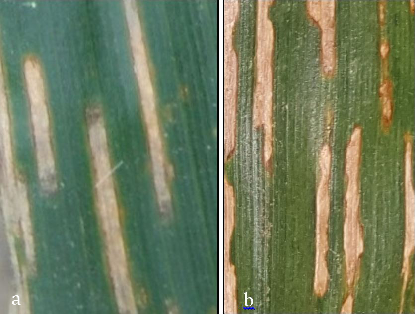 Comparing lesions of bacterial leaf stripe and gray leaf spot