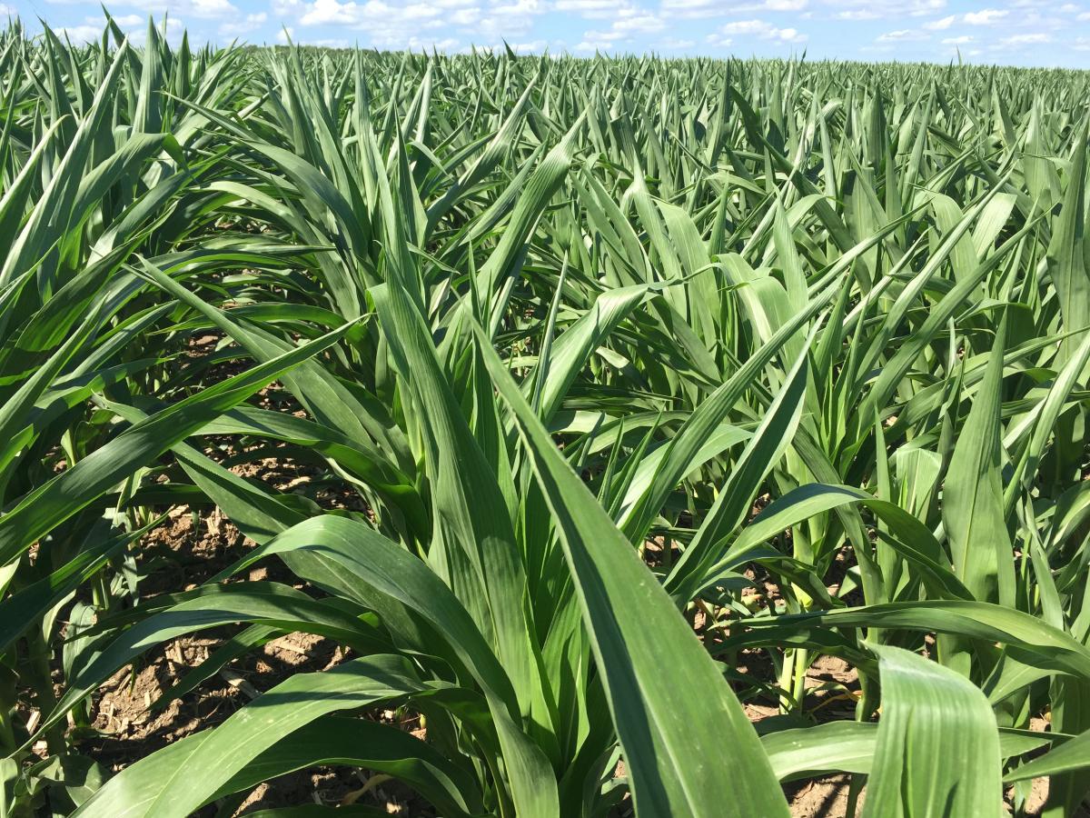 Corn under moisture stress