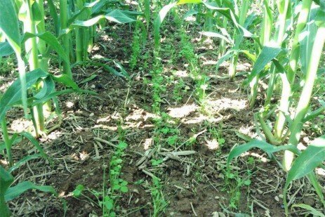 Established cover crops interseeded into corn