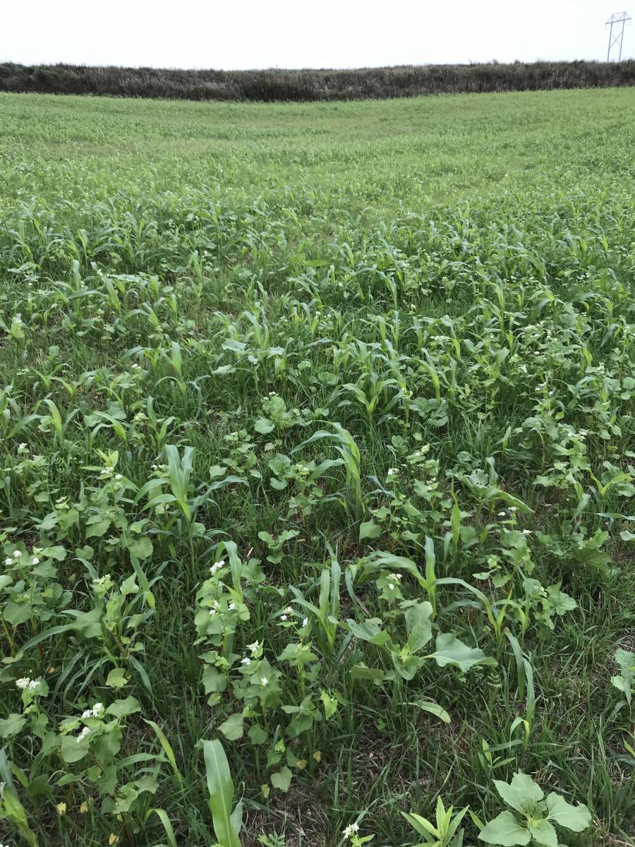 A field of mixed cover crops