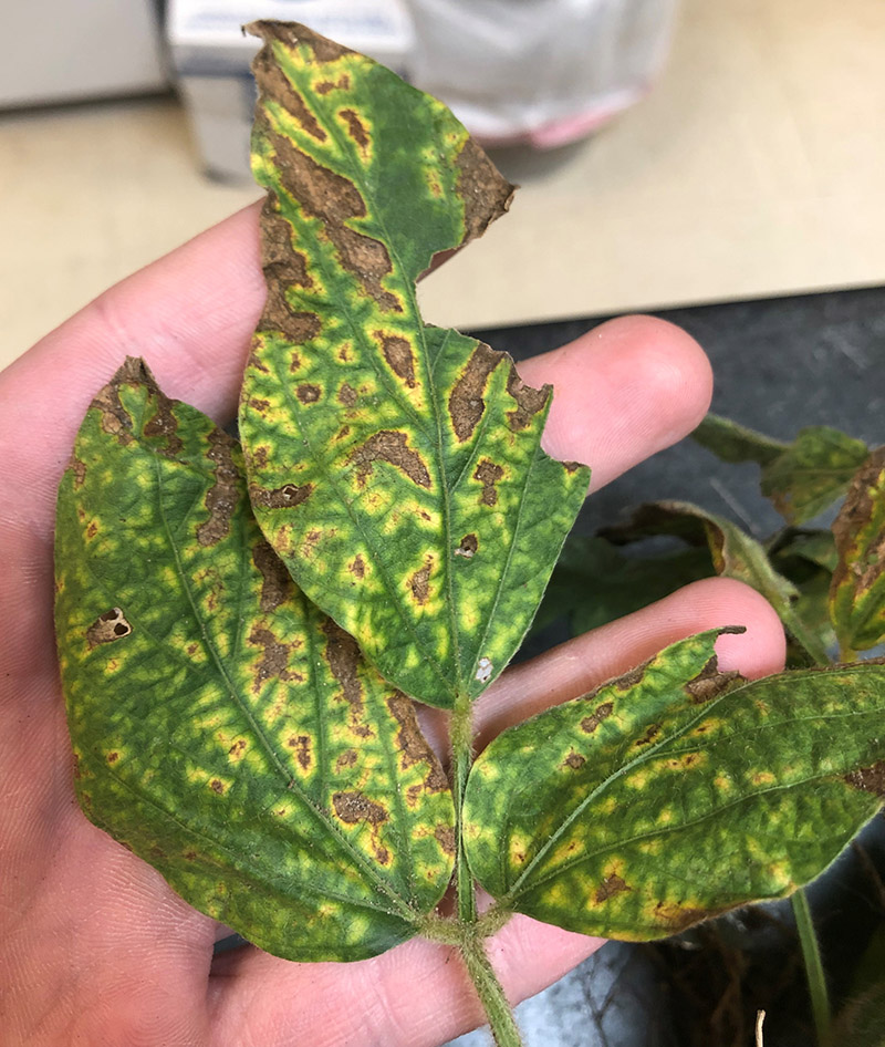 Sudden death syndrome on soybean leaves