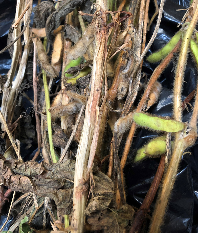 Bleached soybean stem