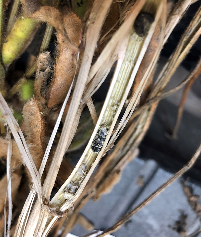 White mold sclerotia in soybean