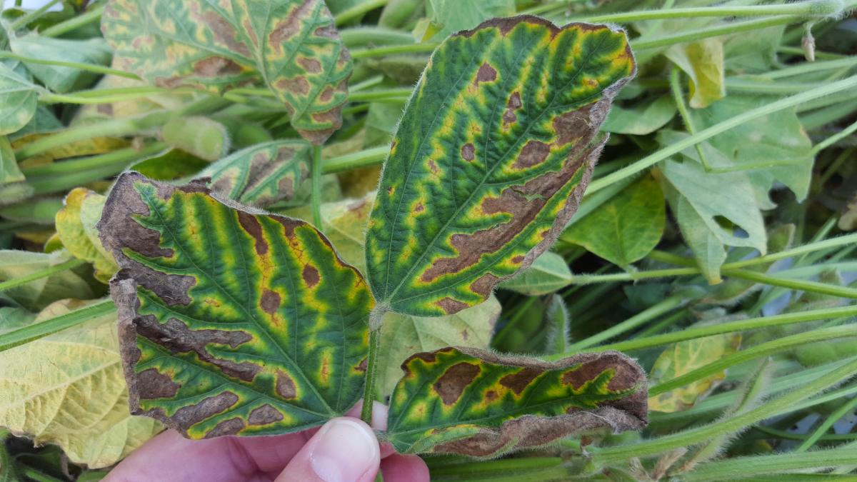 Sudden death syndrome in soybean