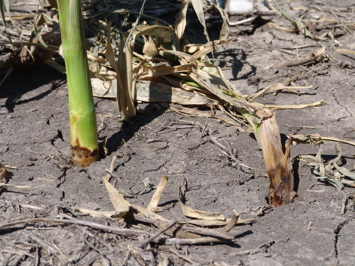 Bacterial stalk rot in corn