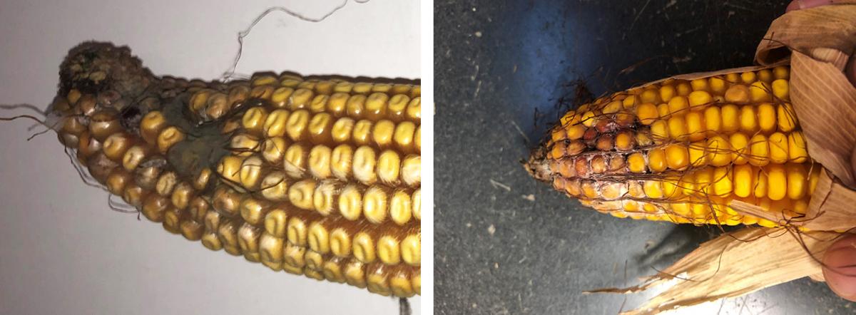 Photos of two corn ears, one with aspergillus and the other with gibberella ear rot