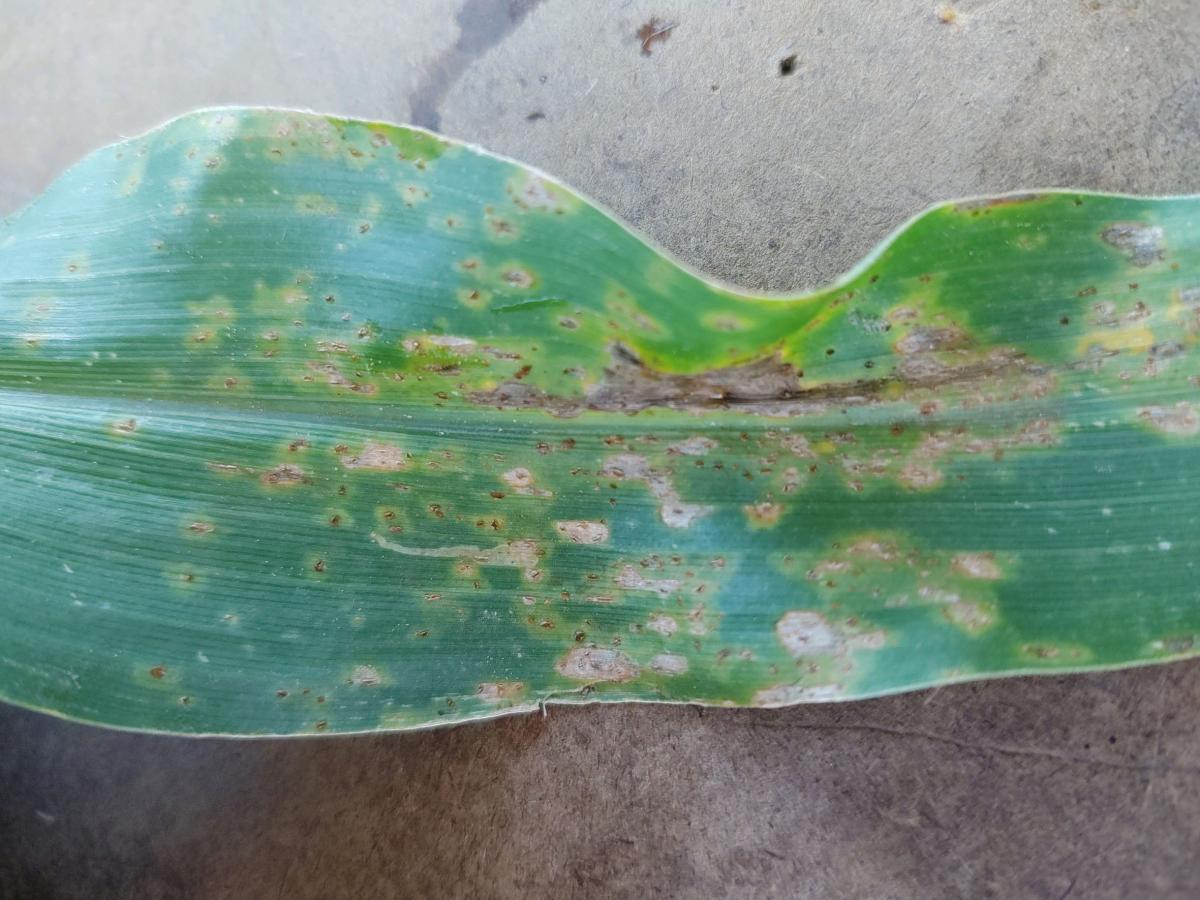 Common rust on a corn leaf