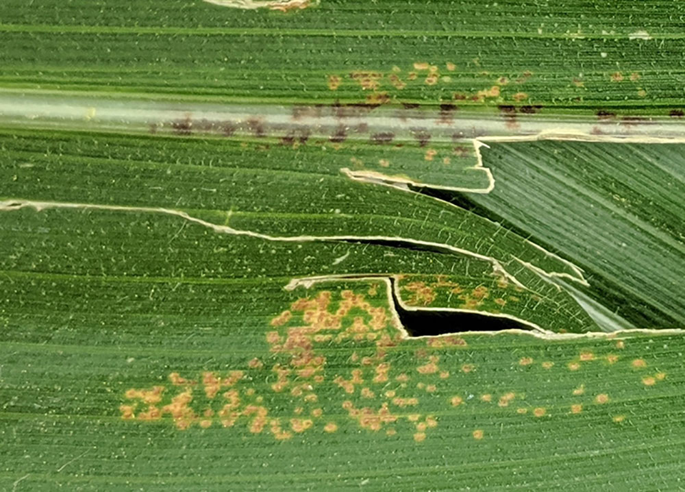 Physoderma brown spot on corn