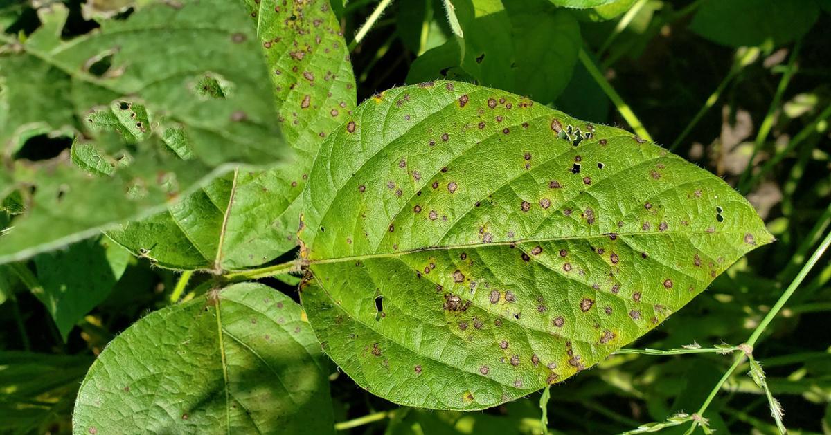 Frogeye leaf spot