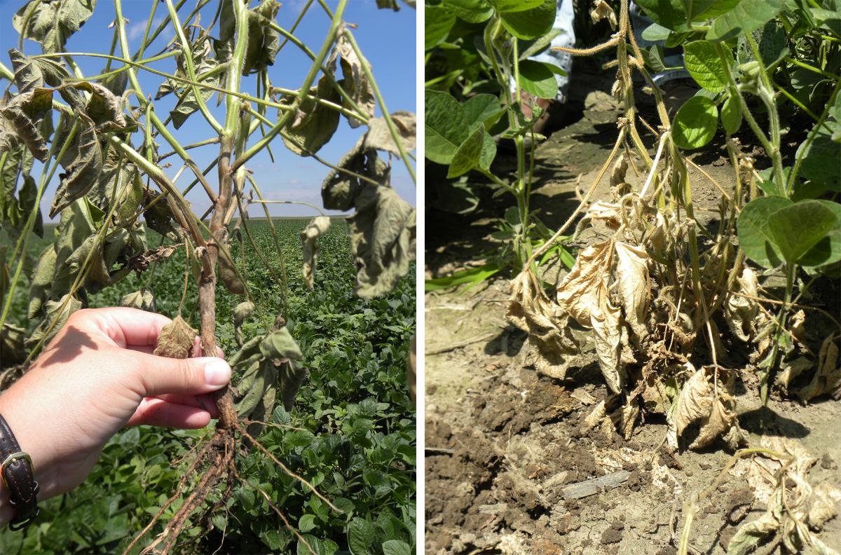 Phytophthora in soybean