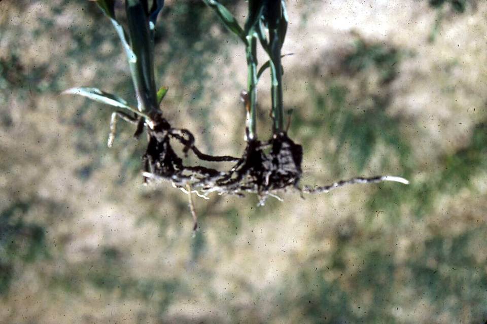 Shallow planting can cause roots to horizontally