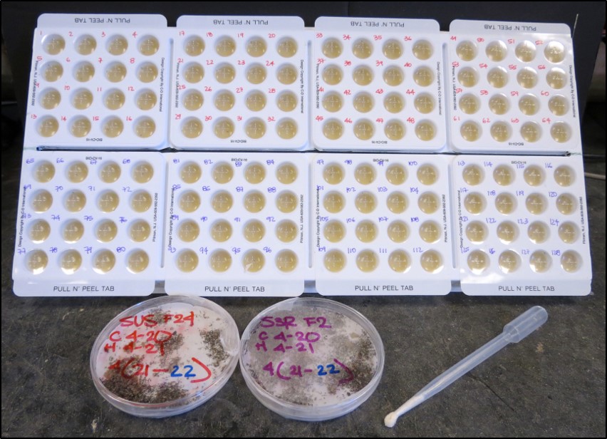 Example of bioassays used for monitoring ECB susceptibility to Bt protein in corn.