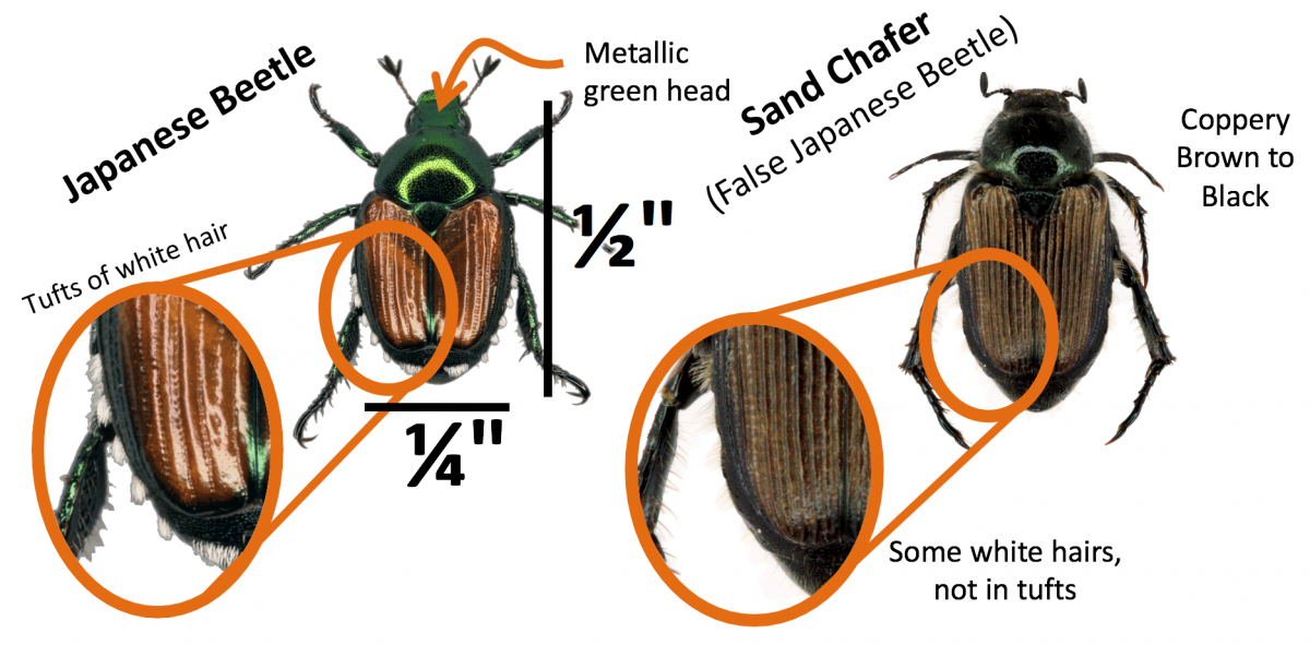 Comparison of Japanese beetle and sand chafer characteristics
