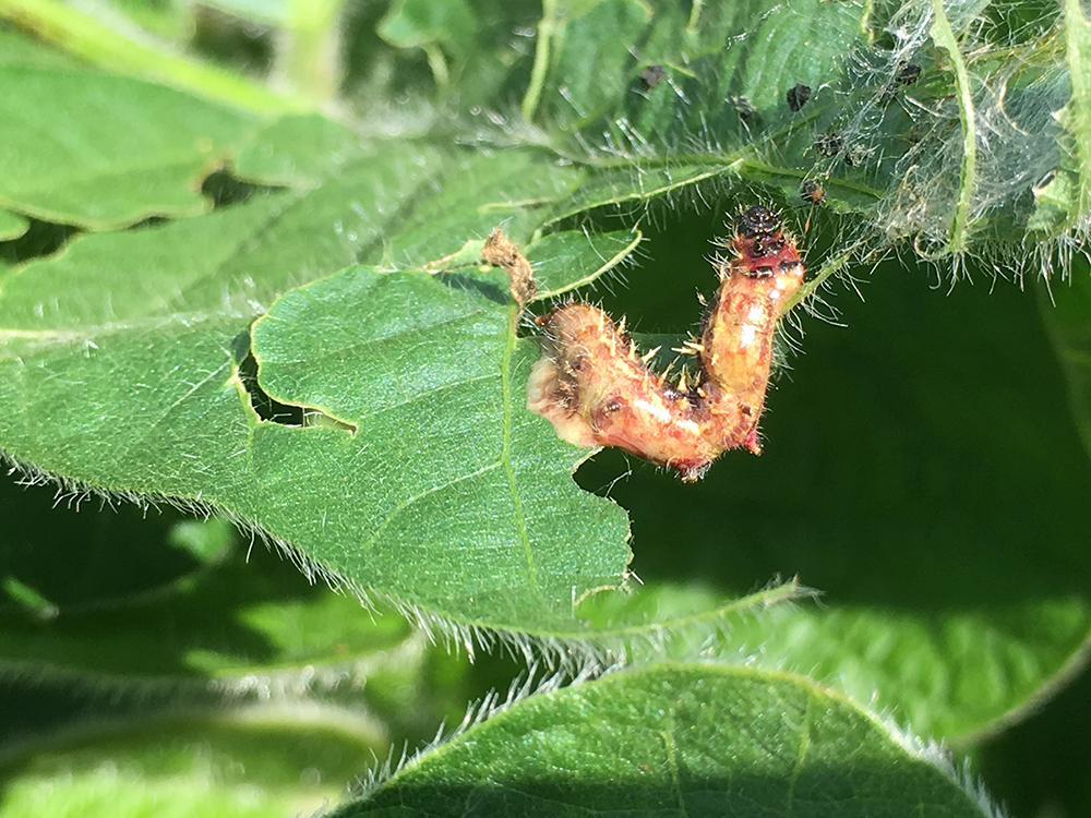 Dead painted lady butterfly caterpillar (thistle caterpillar)