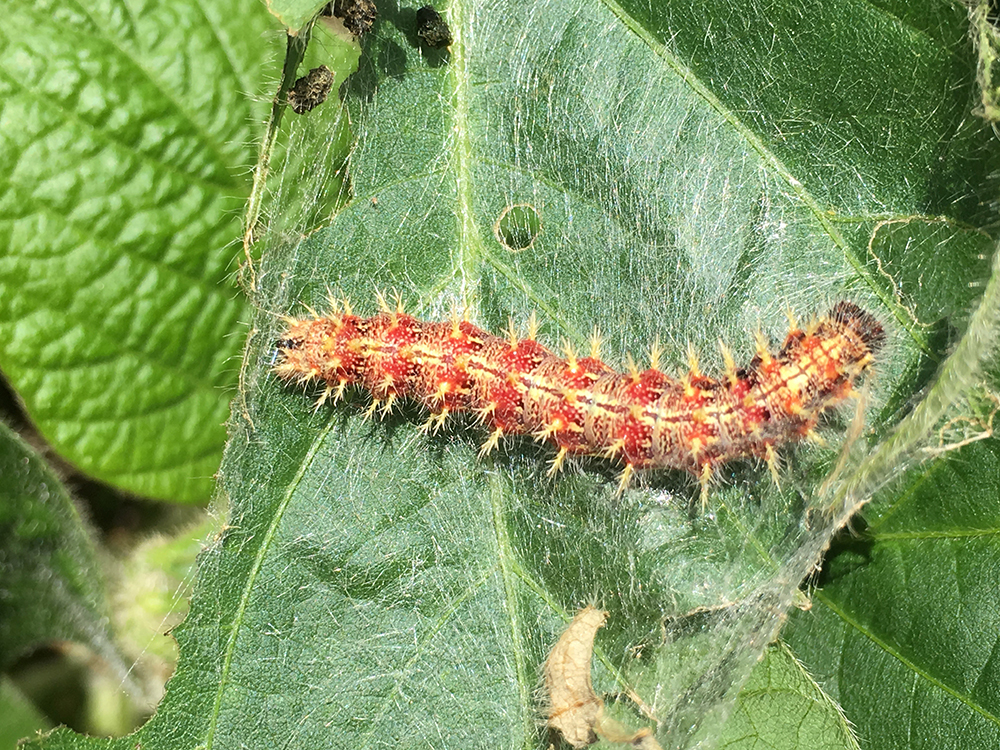 Painted lady butterfly caterpillar suspected of having bacterial disease