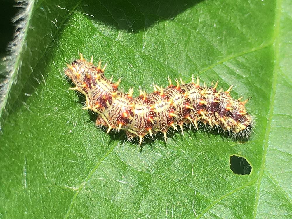 Painted lady butterfly caterpillar suspected to have bacterial disease