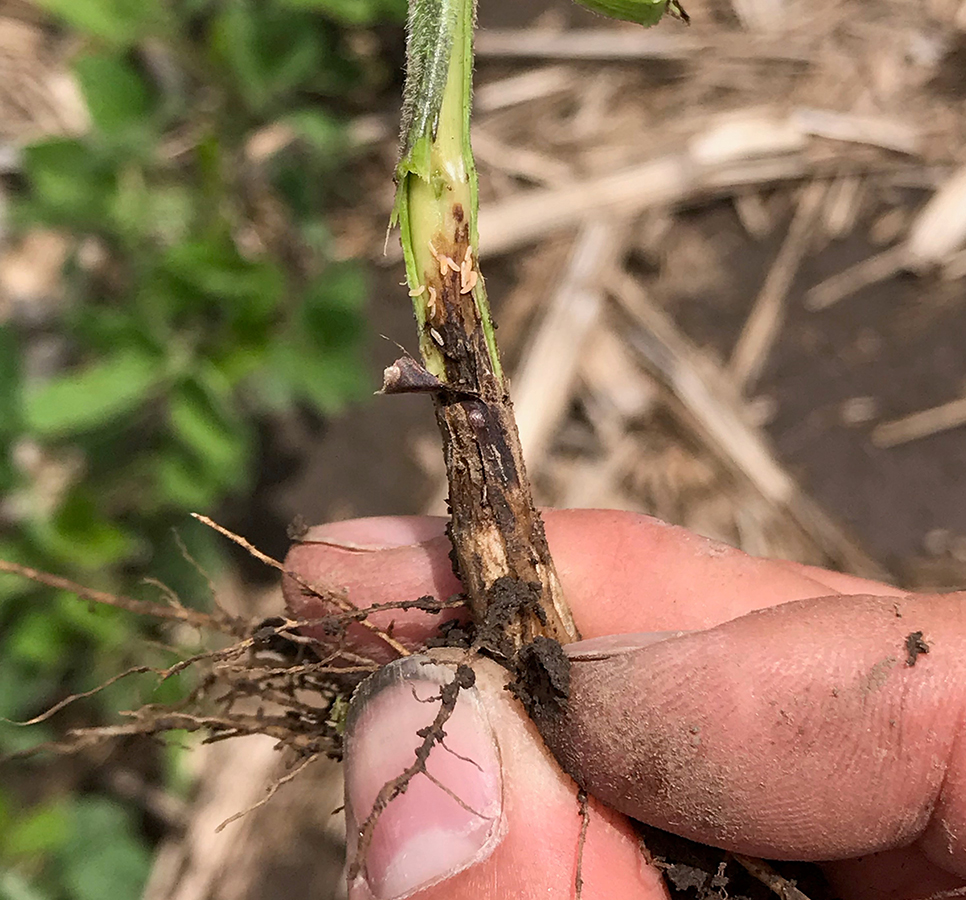 Soybean gall midge larvae in soybean stem