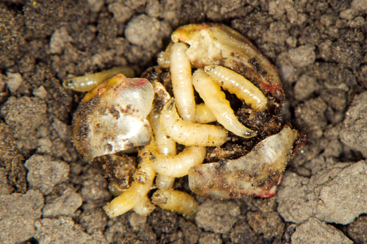 Seed Corn Maggots