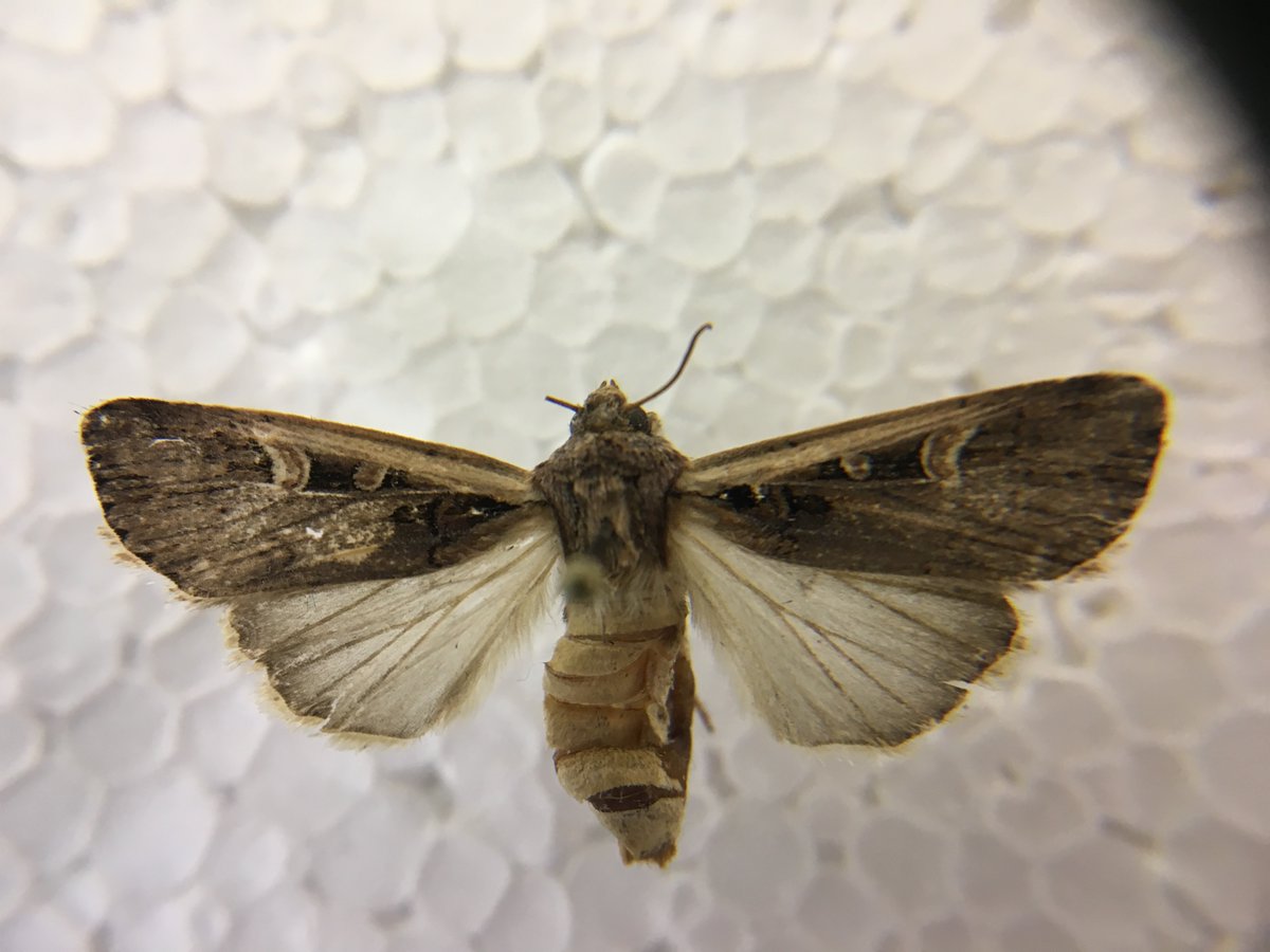 Western bean cutworm moth