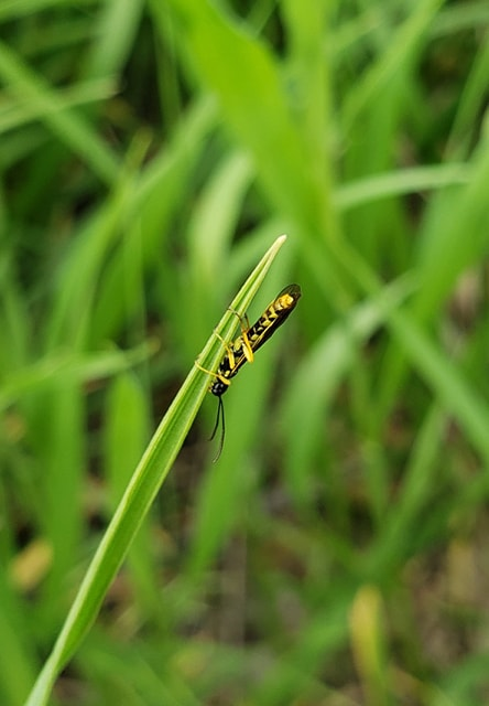Wheat stem sawfly adult