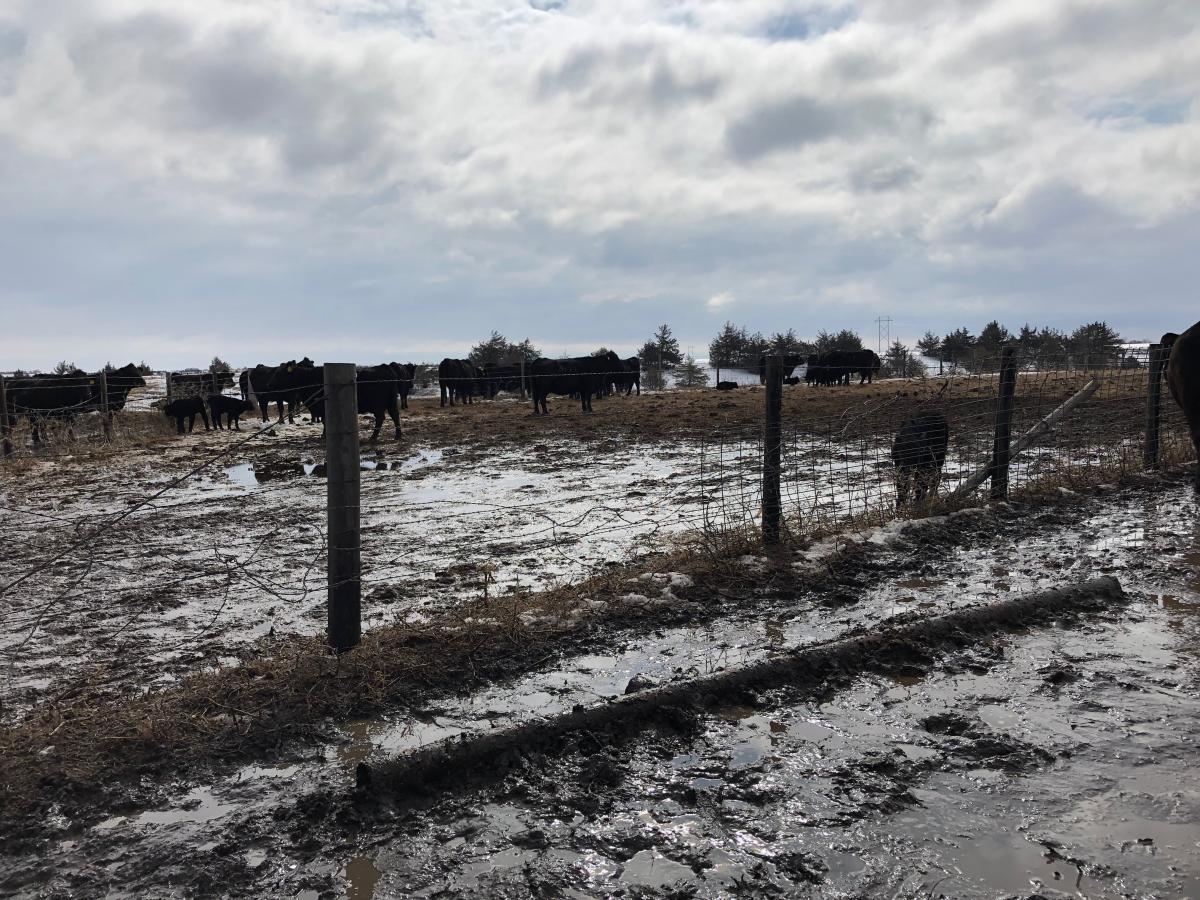Livestock mired in mud following excessive rain