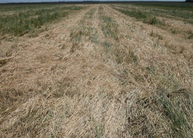 Effect on cover crop of using drums at a 75-degree angle