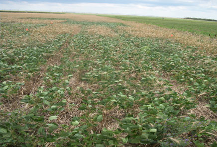 Soybean field planted at a more traditional rate