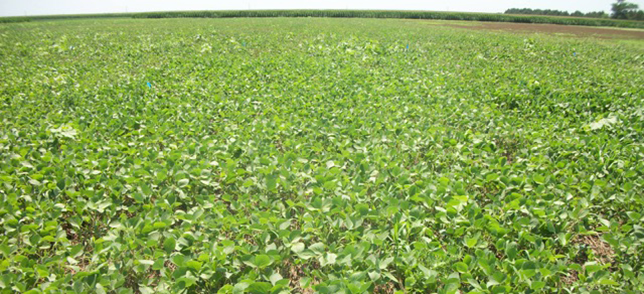 Soybean stand planted at a high rate on August 10