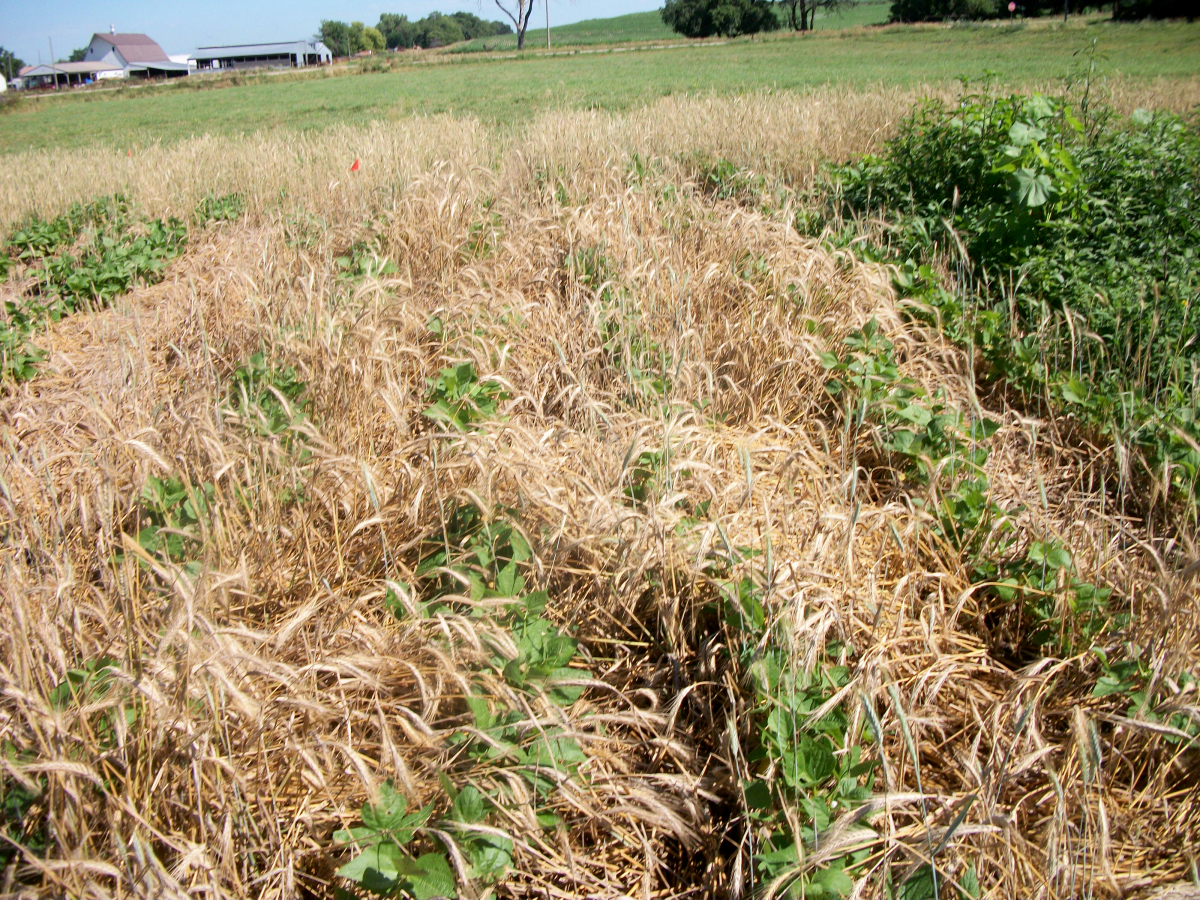 Triticale was pushed up by bean growth when planting green beans before crimping