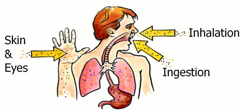 Illustration of how pesticides enter the body