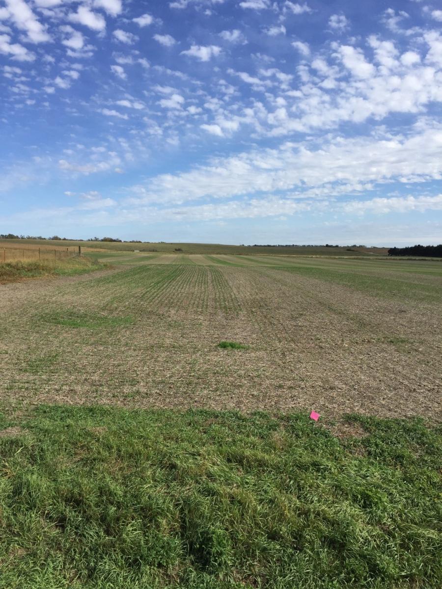 Nemaha County site testing winter-terminated vs winter-hardy cover crops
