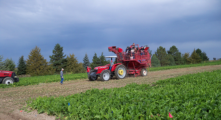 Sugar beet harvest