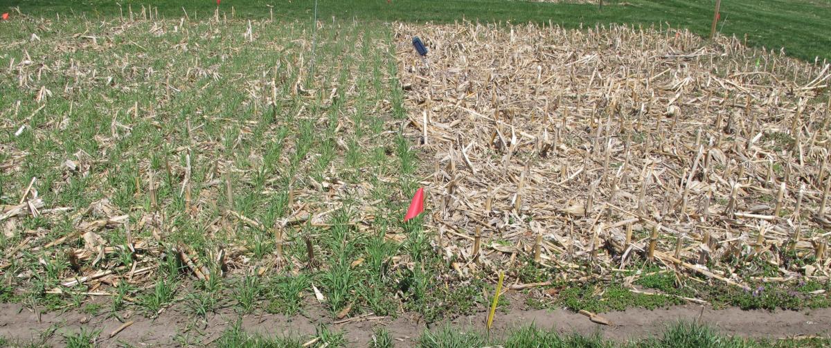 Research plots with no-till corn residue with and without plantings of cereal rye
