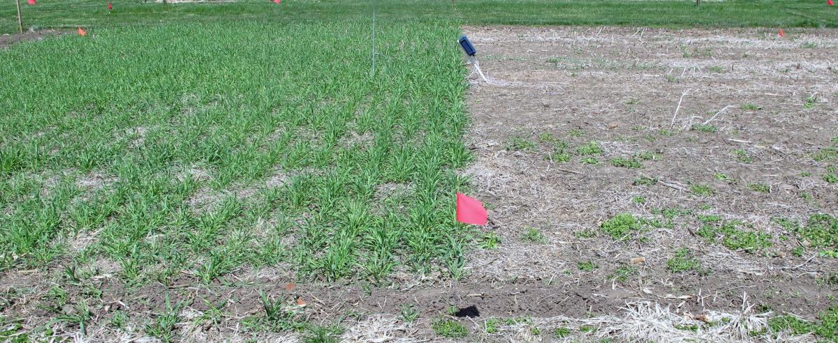 Research plots with no-till soybean residue with and without plantings of cereal rye