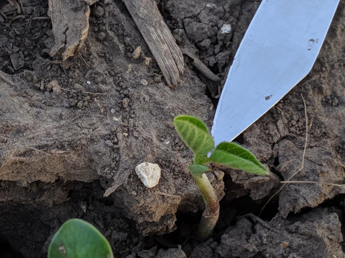 Figure 2: A healthy soybean seedling that emerged with a partial cotyledon.