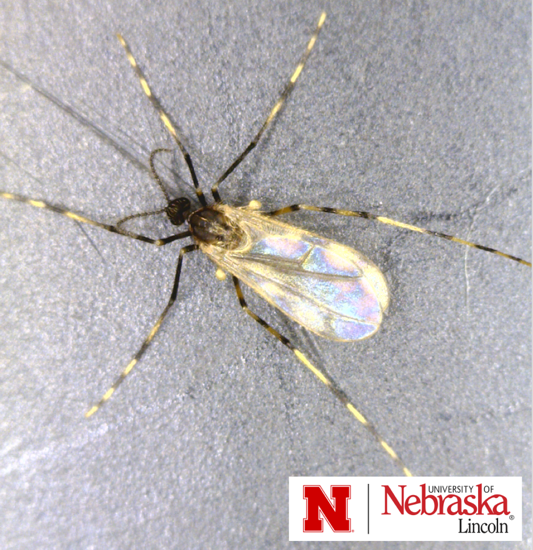 Adult soybean gall midge