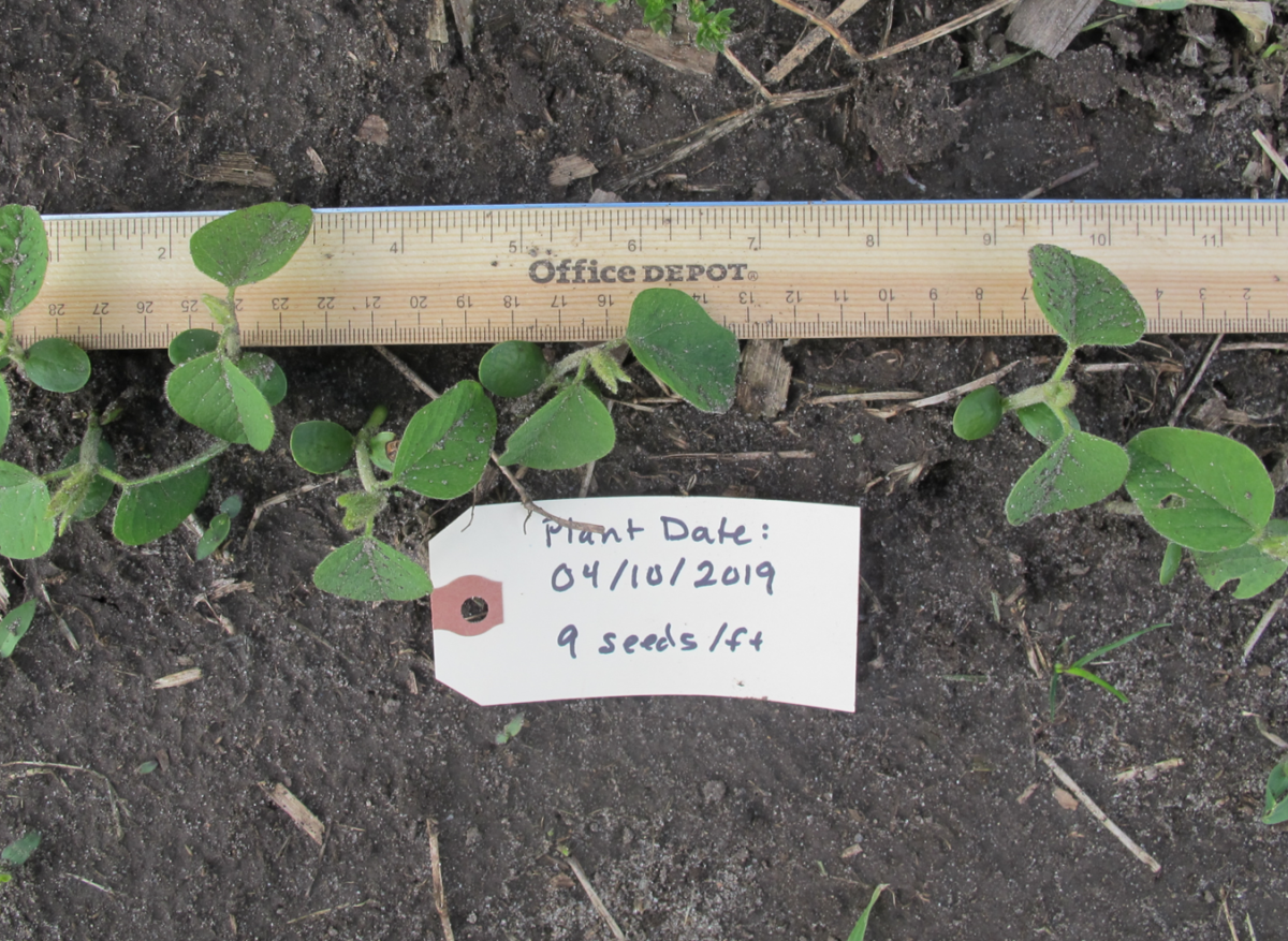 Soybean planted April 15; photo taken 5/13
