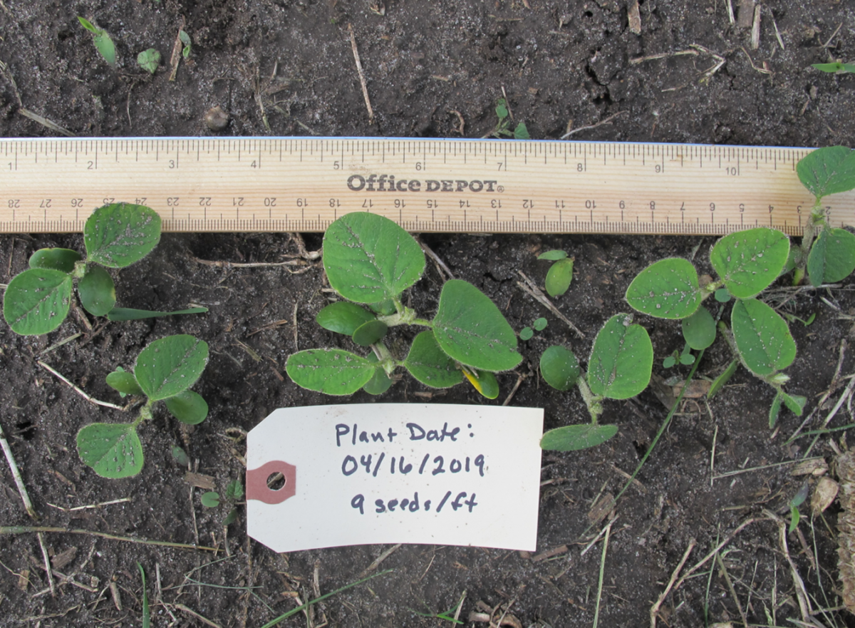 Soybean planted 4/16; photo taken 5/13