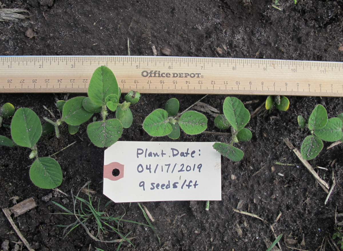 Soybean planted 4/17; Photo taken 5/13
