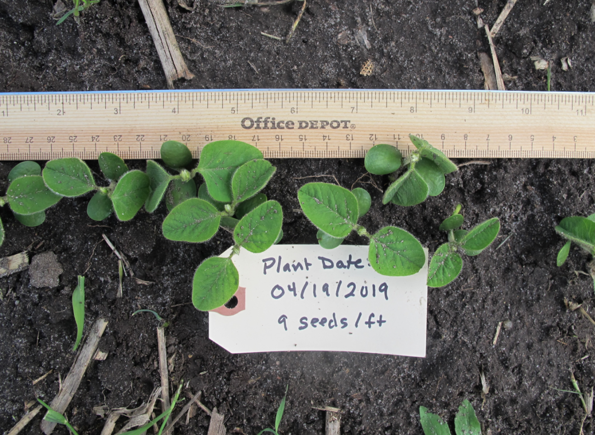 Soybean planted 4/19; photo taken 5/13