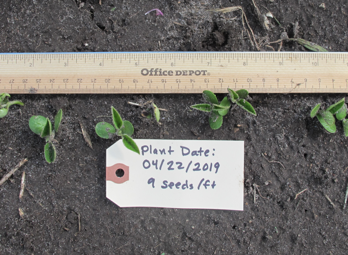 Soybean planted 4/22, 2019; photo taken 5/13