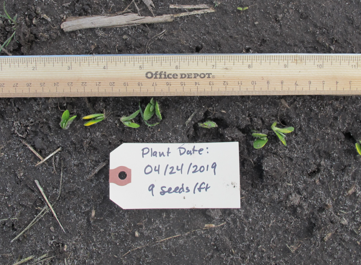 Soybean planted 4/24; Photo taken 5/13