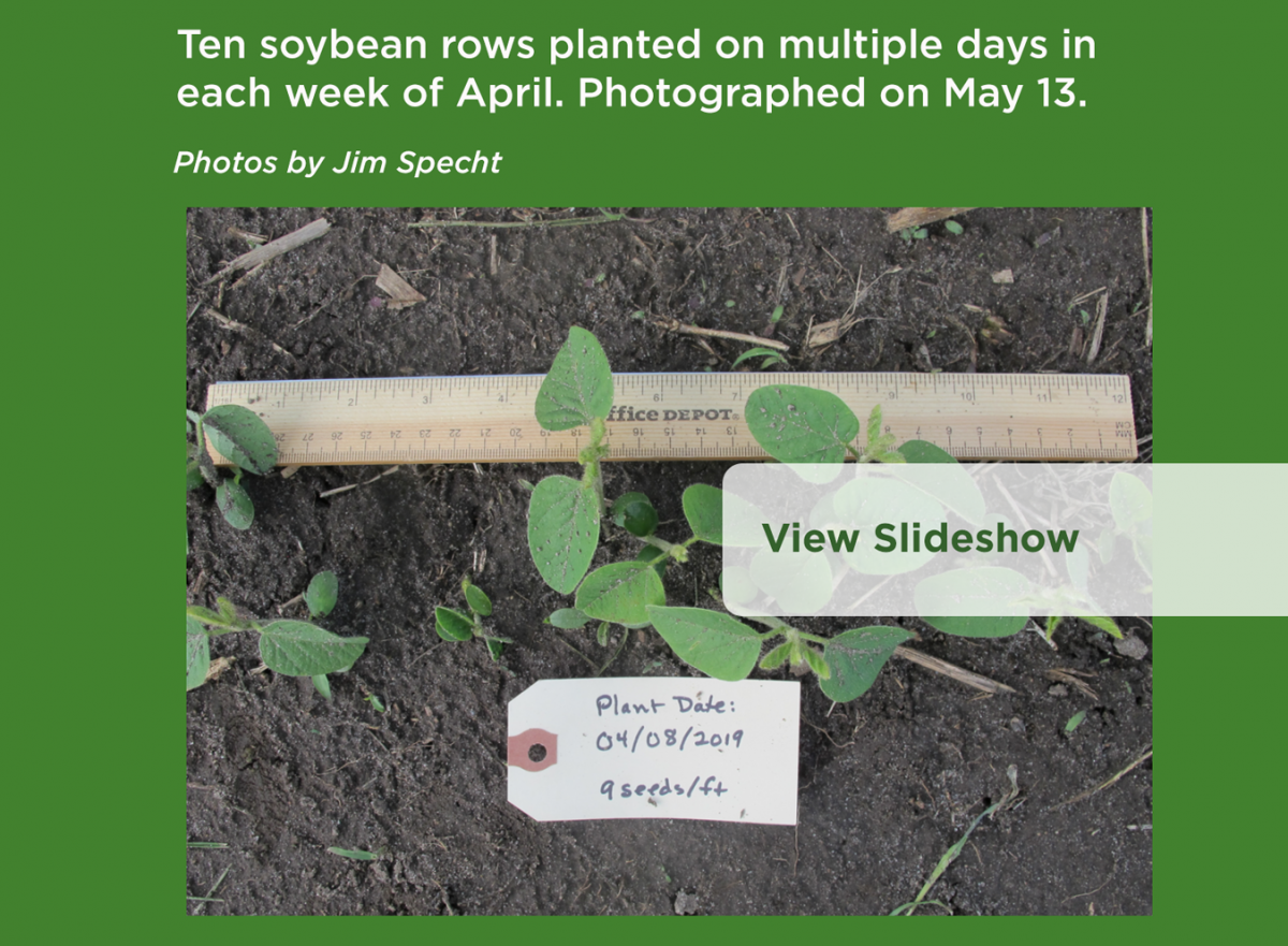 Ten Soybean Plant Rows Planted on Multiple Days in Each Week of April. Photographed on May 13. Photos by Jim Specht