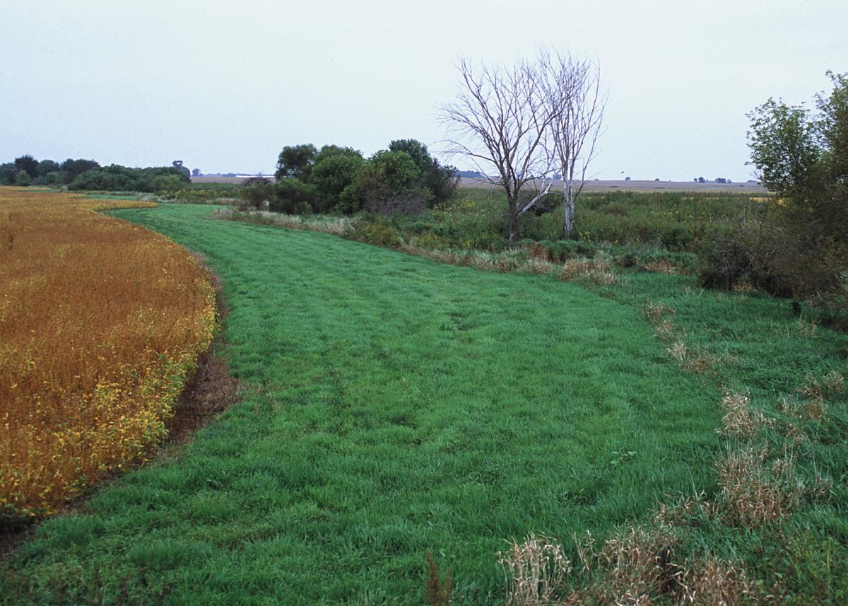 Grassed buffer strip between a field and waterway