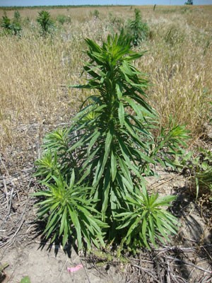 Marestail plant in a field