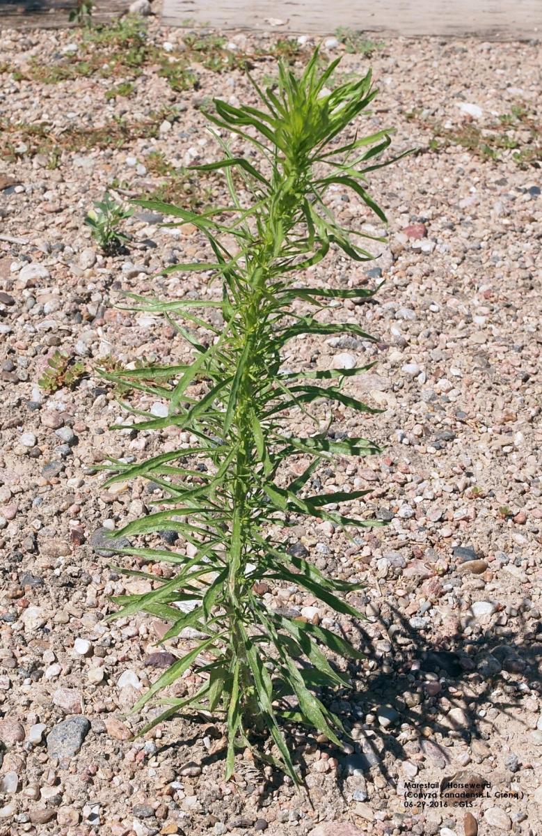 Marestail at the pre-bloom stage