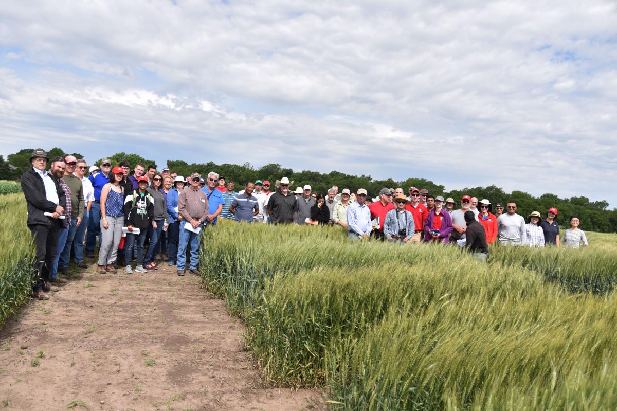 Attendees of a Great Plains Wheat Breeders Field Day held at Havelock Research Farm near Lincoln on June 11.